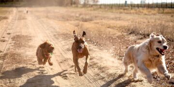 DNA Reveals the Secret Historical past of Canine