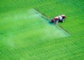 EPA Is Embracing PFAS Pesticides. These Are The Well being Dangers