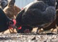 Hen flu surges amongst poultry amid a scaled again federal response : Pictures