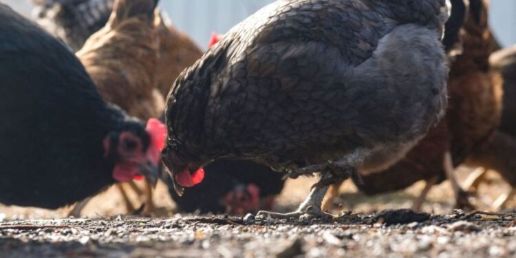 Hen flu surges amongst poultry amid a scaled again federal response : Pictures