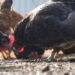 Hen flu surges amongst poultry amid a scaled again federal response : Pictures