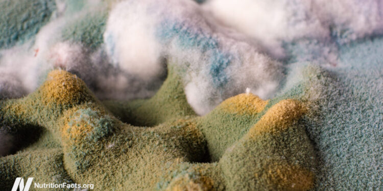 Are the Results of Ochratoxin Regarding?