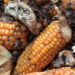 Is Aflatoxin a Concern?