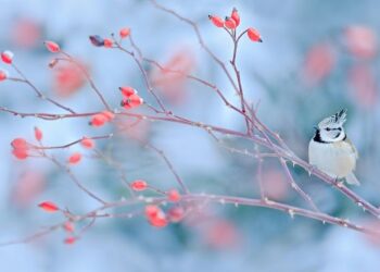 85 Humorous January Quotes for a Pleased and Hilarious Winter Month