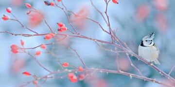 85 Humorous January Quotes for a Pleased and Hilarious Winter Month