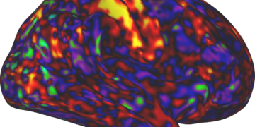 ADHD medicine could increase arousal greater than consideration : Pictures