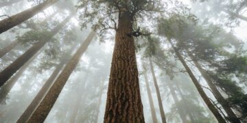 Is melancholy a trigger or consequence? Utilizing genetics to untangle causal relationships