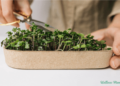 Tips on how to Develop Microgreens at Dwelling (the Simple Approach)