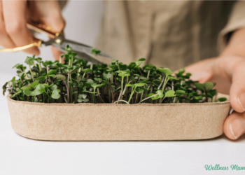Tips on how to Develop Microgreens at Dwelling (the Simple Approach)