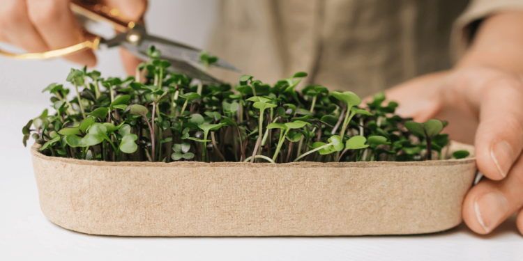 Tips on how to Develop Microgreens at Dwelling (the Simple Approach)