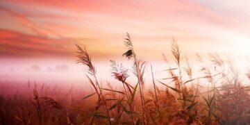 The right way to Brighten Your Morning (and Entire Day): 7 Highly effective Habits