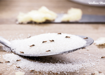 Methods to Get Rid of Ants Naturally