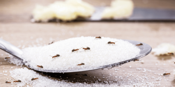 Methods to Get Rid of Ants Naturally