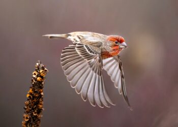 Rethinking disaster care by way of the FINCH feasibility trial