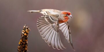 Rethinking disaster care by way of the FINCH feasibility trial