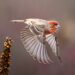 Rethinking disaster care by way of the FINCH feasibility trial