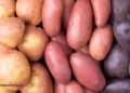 Which Potato Is the Most Nutritious?