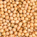 Does Much less Protein Enhance FGF21 for Longevity?