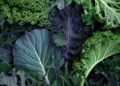 Can Magnesium Assist You Lose Weight?