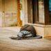 Suicide prevention should handle homelessness, not simply psychological well being