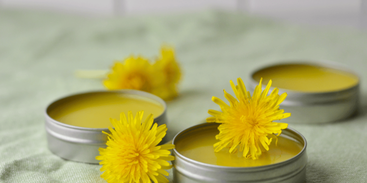 Learn how to Make Dandelion Salve (For Sore Muscle mass and Wholesome Pores and skin)