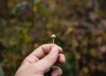 Psilocybin-assisted remedy for difficult-to-treat despair: underwhelming, however nonetheless important?