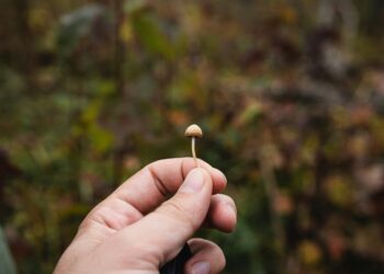 Psilocybin-assisted remedy for difficult-to-treat despair: underwhelming, however nonetheless important?