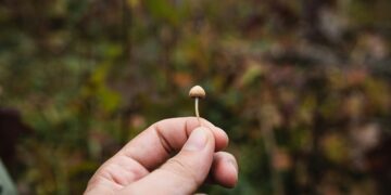 Psilocybin-assisted remedy for difficult-to-treat despair: underwhelming, however nonetheless important?