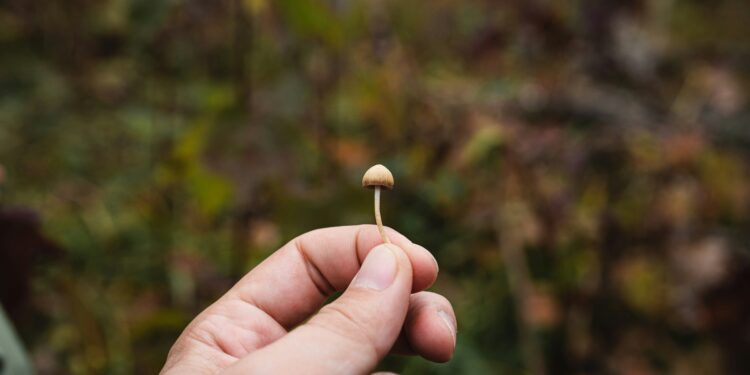Psilocybin-assisted remedy for difficult-to-treat despair: underwhelming, however nonetheless important?