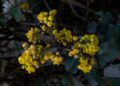 That is How A lot Berberine You Ought to Take, In line with a RD