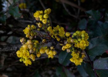 That is How A lot Berberine You Ought to Take, In line with a RD