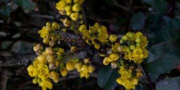 That is How A lot Berberine You Ought to Take, In line with a RD