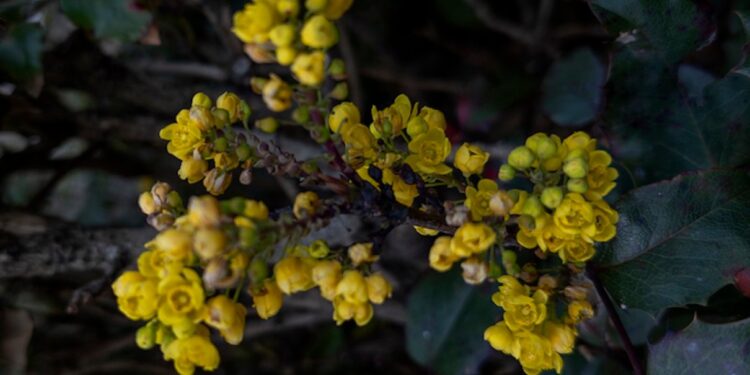 That is How A lot Berberine You Ought to Take, In line with a RD