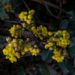 That is How A lot Berberine You Ought to Take, In line with a RD
