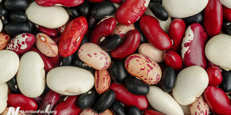 Which Beans Finest Block the Unfold of Most cancers?