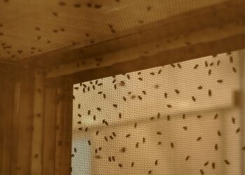 What to Know About Screwworm within the U.S.