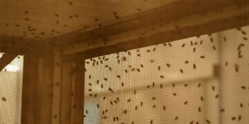 What to Know About Screwworm within the U.S.