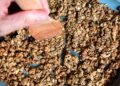 Protein Granola Recipe • Kath Eats