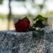 101 Demise Quotes That Will Make You Assume Otherwise About Life, Loss and Which means