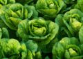 Here is What a Main Lettuce Breeder Desires You to Know