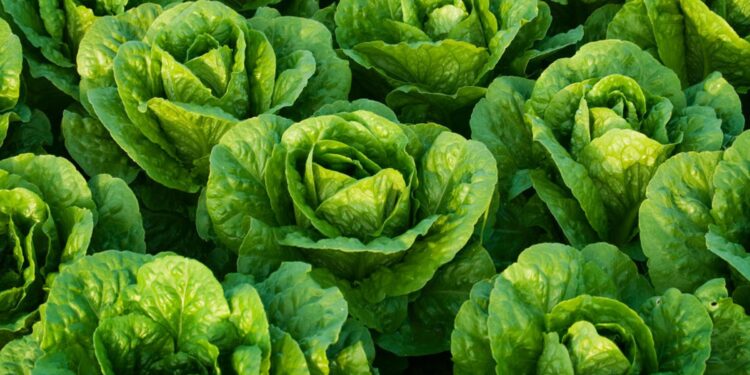 Here is What a Main Lettuce Breeder Desires You to Know