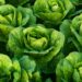 Here is What a Main Lettuce Breeder Desires You to Know