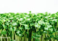 The Greatest Meals to Combat H. Pylori