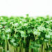 The Greatest Meals to Combat H. Pylori