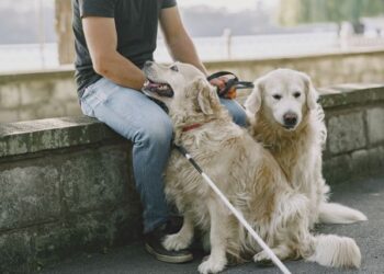 Emotional Assist, Remedy Or Help Canine? The UK Information