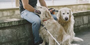 Emotional Assist, Remedy Or Help Canine? The UK Information