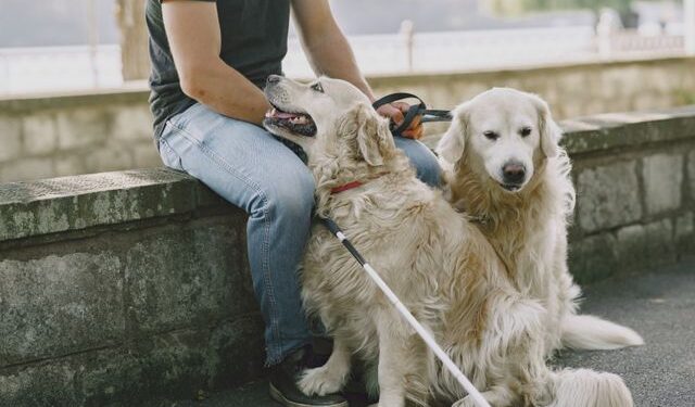 Emotional Assist, Remedy Or Help Canine? The UK Information